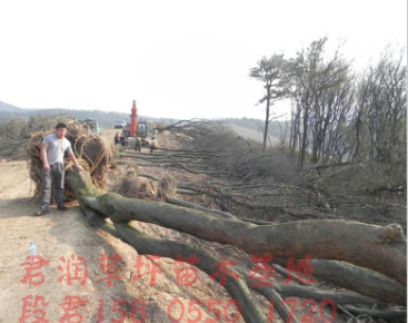 实生朴树(山上山货沙朴)