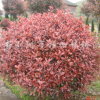红叶石楠