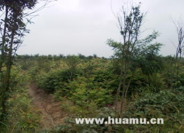 供应一年生黄山栾树苗