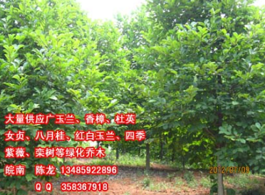 安徽宣城红白玉兰