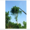 四川泸州基地供应 点景 片植 行道树 黄葛树