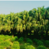四川泸州基地供应 点景 片植 行道树 蒲葵