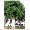 福建小叶榕树价格图片种植技术 漳州小叶榕基地 马口绿化苗木