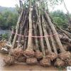 批发供应占地征收垃圾桂花树切杆骨架苗小土球规格齐货源足