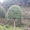 供应贵州省绿化苗木桂花树桂花小苗红花丹桂苗规格齐全价格优惠