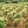 供应云南重庆广西 绿化苗木冠20---40公分金边黄杨