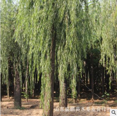 基地大量供应柳树苗适应性强 耐旱生长旺盛柳树苗质量保证