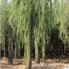 基地大量供应柳树苗适应性强 耐旱生长旺盛柳树苗质量保证