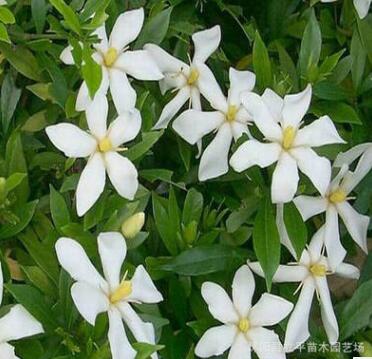 基地大量热销优质栀子花 牡丹栀子花 牡丹花苗 花大浓香 净化空气