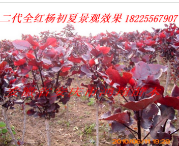 安徽安庆全红杨