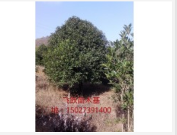 桂花树，桂花苗