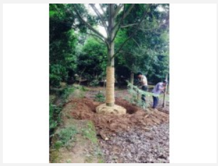 嵊州供应乐昌含笑 嵊州供应乐昌含笑