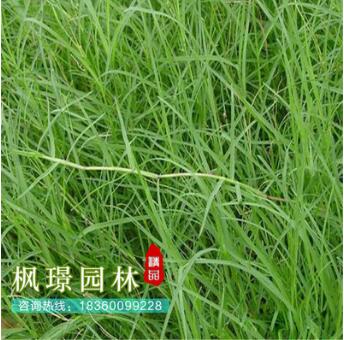 批发狗牙根草坪（包衣）不长高 球场用耐践踏草坪 草皮