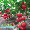 蔬菜种子优质西红柿种子番茄种子洋柿子种子番柿六月柿阳台种植