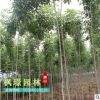 种植基地批发优质工程绿化白蜡 园林绿化白蜡树