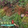 红叶小檗绿化苗批发 工程苗木 基地彩色苗木 色块红叶小檗