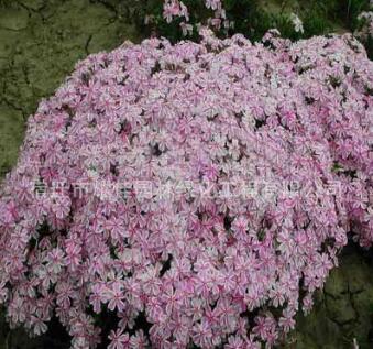四季易种福禄考芝樱花混色 多年生草花阳台庭院盆栽花卉种子