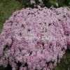 四季易种福禄考芝樱花混色 多年生草花阳台庭院盆栽花卉种子