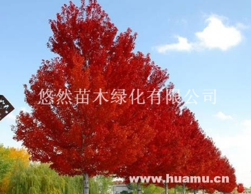 美国红枫