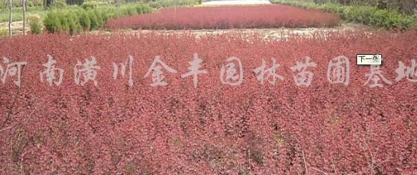 红叶小檗