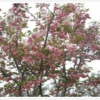 樱花供应/青岛樱花/山东樱花