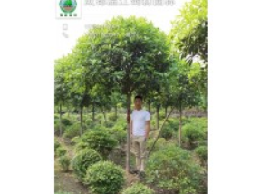 大量供应高杆桂花