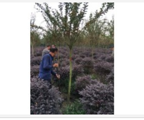 成都精品天竺桂-四川大红紫薇-蜀森园林给你们搬新家！