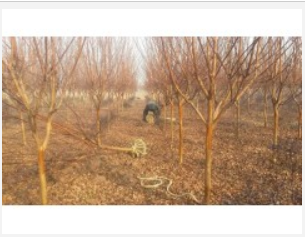 红花紫薇 本地紫薇 紫薇价格 紫薇基地