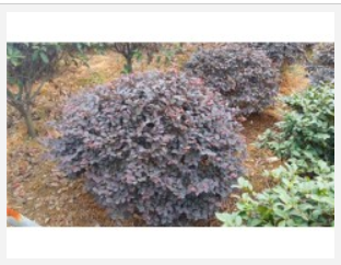 红花继木球 红继木苗圃 红继木报价