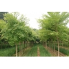 供应：玉兰、七叶树、五角枫、大叶女贞