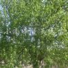 八棱海棠树2