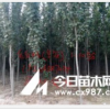 专业批发出售毛白杨及幼苗