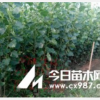 107速生杨、毛白杨、千头椿、金叶榆
