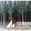 山东毛白杨