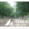 国槐