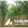山东国槐基地