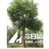 郓城国槐