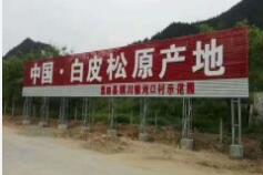 蓝田白皮松基地