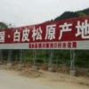 蓝田白皮松基地