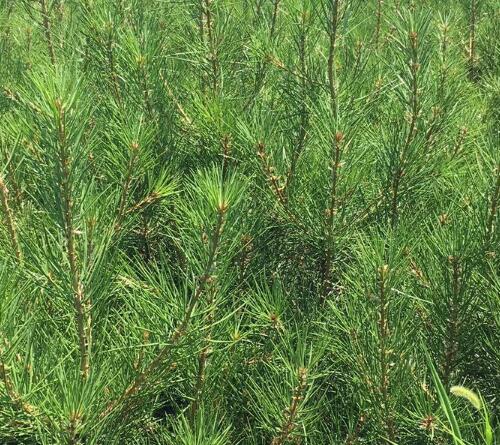 销售陕西白皮松