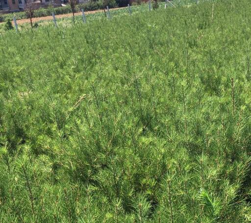 出售大田白皮松