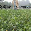 云南茶叶苗/大叶种茶苗/云南茶苗基地
