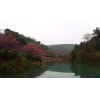 河南南阳梅花基地