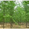 供应直生银杏、嫁接银杏