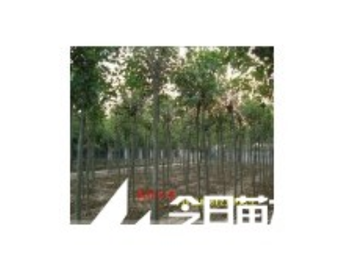 照手桃基地低价供应照手桃照手红照手白照手桃价格