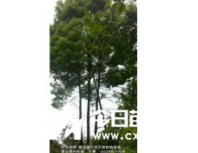 湖北丛生香樟