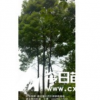 湖北丛生香樟