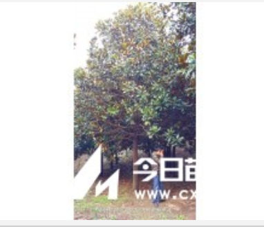 湖北广玉兰