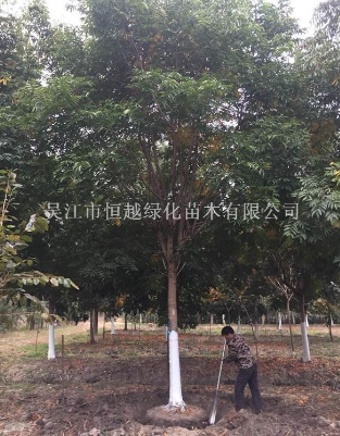 精品移栽无患子