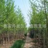 山东4公分银杏苗价格 道路栽植银杏树基地